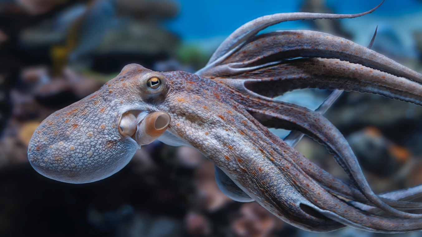 Konami与太平洋水族馆合作，为达尔文的悖论采用章鱼